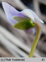 Viola palustris (fiołek błotny)