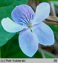 Viola palustris (fiołek błotny)