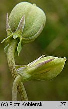 Viola canina (fiołek psi)