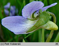 Viola canina (fiołek psi)