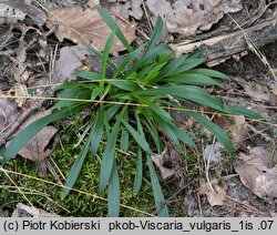 Viscaria vulgaris (smółka pospolita)