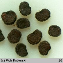 Viscaria vulgaris (smółka pospolita)