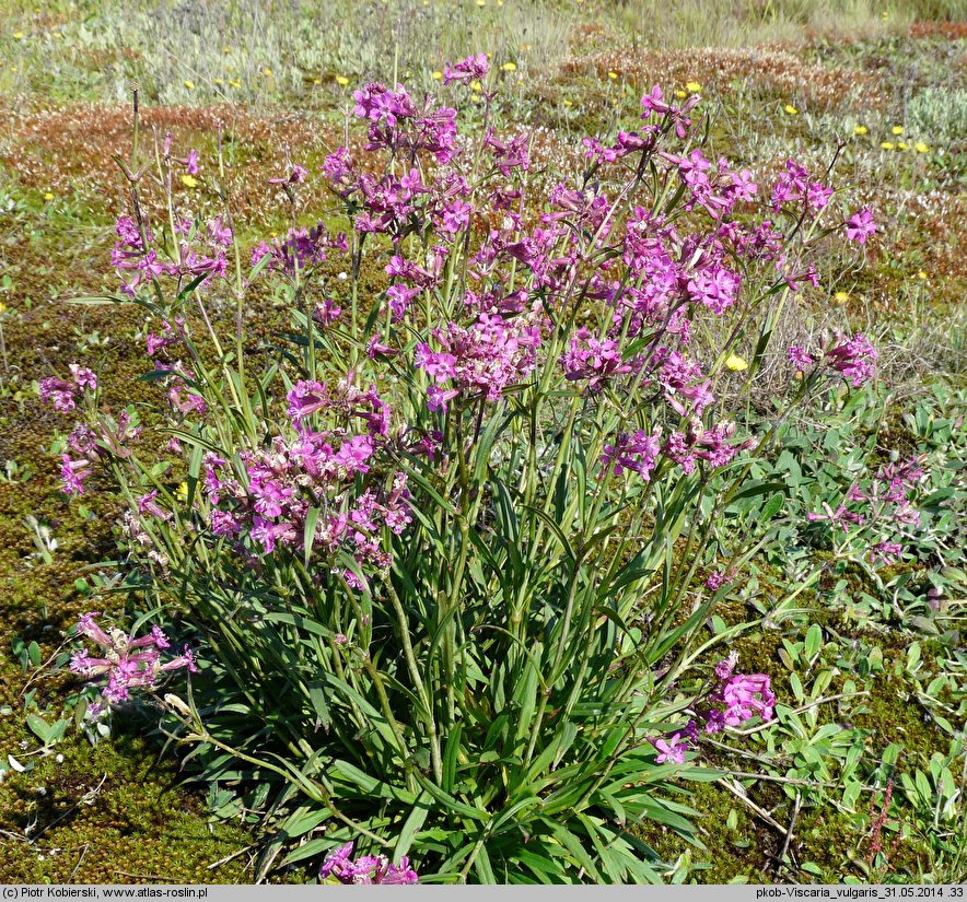 Viscaria vulgaris (smółka pospolita)