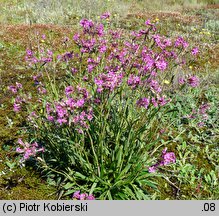 Viscaria vulgaris (smółka pospolita)