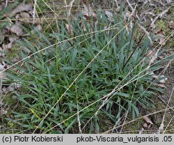 Viscaria vulgaris (smółka pospolita)