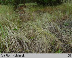 Vulpia myuros (wulpia mysi ogon)