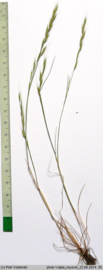 Vulpia myuros (wulpia mysi ogon)