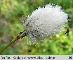 Eriophorum vaginatum