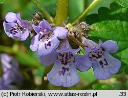 Glechoma hederacea