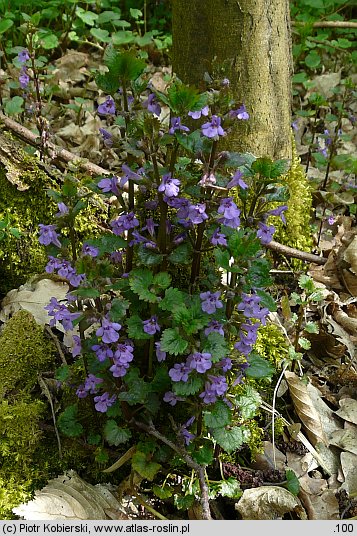 Glechoma hederacea