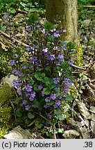 Glechoma hederacea