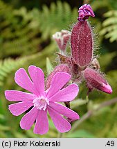 Silene dioica