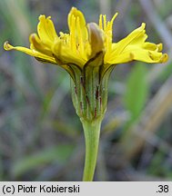 Leontodon taraxacoides