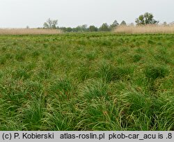Caricetum gracilis - zespół turzycy zaostrzonej