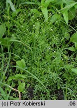 Cardamine parviflora (rzeżucha drobnokwiatowa)