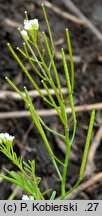 Cardamine parviflora (rzeżucha drobnokwiatowa)