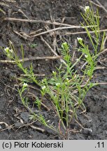 Cardamine parviflora (rzeżucha drobnokwiatowa)