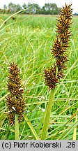 Carex vulpina (turzyca lisia)