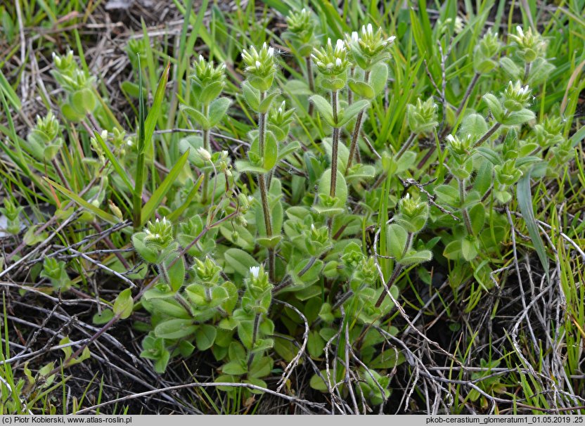 Cerastium glomeratum (rogownica skupiona)