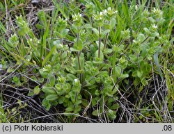 Cerastium glomeratum (rogownica skupiona)