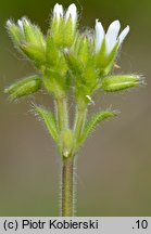 Cerastium glomeratum (rogownica skupiona)