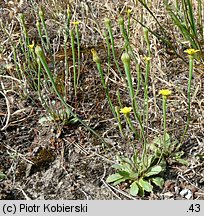 Arnoseris minima (chłodek drobny)