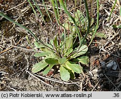 Arnoseris minima (chłodek drobny)