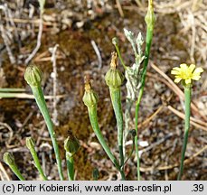 Arnoseris minima (chłodek drobny)