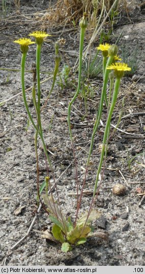 Arnoseris minima (chłodek drobny)