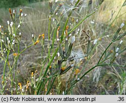 Chondrilla juncea (chondrilla sztywna)