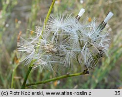 Chondrilla juncea (chondrilla sztywna)