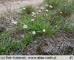 Teesdalea nudicaulis (chroszcz nagołodygowy)