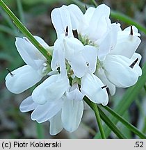 Coronilla varia