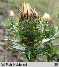 Carlina vulgaris