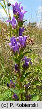 Campanula glomerata (dzwonek skupiony)