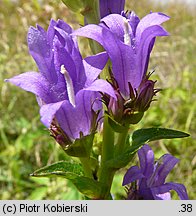 Campanula glomerata (dzwonek skupiony)