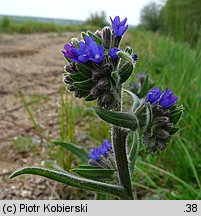 Anchusa officinalis