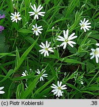 Stellaria holostea