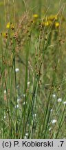 Scirpoides holoschoenus (hołoszeń główkowaty)