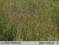 Scirpoides holoschoenus (hołoszeń główkowaty)