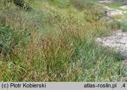 Scirpoides holoschoenus (hołoszeń główkowaty)