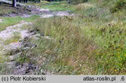 Scirpoides holoschoenus (hołoszeń główkowaty)