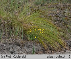 Scirpoides holoschoenus (hołoszeń główkowaty)