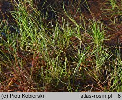 Eleogiton fluitans (sitnik pływający)