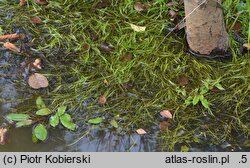 Eleogiton fluitans (sitnik pływający)