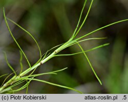 Eleogiton fluitans (sitnik pływający)