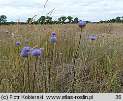 Jasione montana (jasieniec piaskowy)