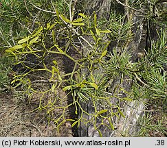 Viscum album ssp. austriacum (jemioła pospolita rozpierzchła)