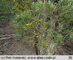 Viscum album ssp. austriacum (jemioła pospolita rozpierzchła)