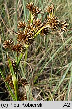 Cladium mariscus